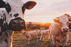 L'agriculture connectée peut bénéficier à l'élevage