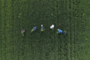 Quelle place pour les entreprises de la logistique dans la gestion des flux de produits agricoles locaux ?